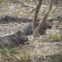 Vombatus ursinus at Berlang, NSW - 2 Aug 2023 01:25 PM