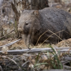 Vombatus ursinus at Berlang, NSW - 2 Aug 2023 01:25 PM