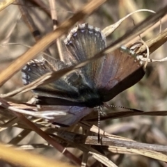 Paralucia crosbyi (Violet Copper Butterfly) at Rendezvous Creek, ACT - 31 Jul 2023 by RAllen