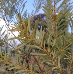 Acacia decora (Showy Wattle) at Wanniassa Hill - 1 Aug 2023 by KumikoCallaway