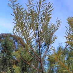 Acacia decora at Fadden, ACT - 2 Aug 2023