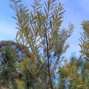 Acacia decora at Fadden, ACT - 2 Aug 2023