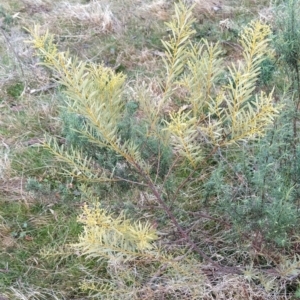 Acacia decora at Fadden, ACT - 2 Aug 2023