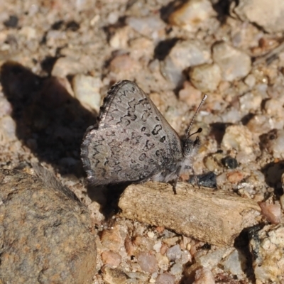 Paralucia crosbyi (Violet Copper Butterfly) at Namadgi National Park - 31 Jul 2023 by RAllen