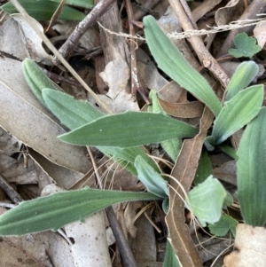 Plantago varia at Belconnen, ACT - 2 Aug 2023 03:48 PM