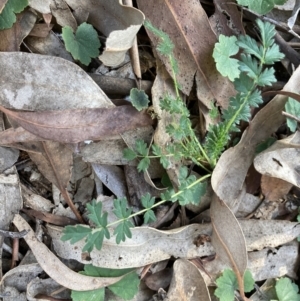 Acaena sp. at Belconnen, ACT - 2 Aug 2023