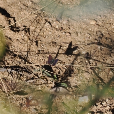 Paralucia crosbyi (Violet Copper Butterfly) at Namadgi National Park - 31 Jul 2023 by RAllen