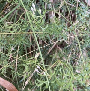 Clematis leptophylla at Belconnen, ACT - 2 Aug 2023