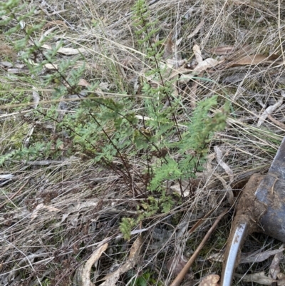 Cheilanthes sieberi subsp. sieberi (Narrow Rock Fern) at Belconnen, ACT - 2 Aug 2023 by JohnGiacon