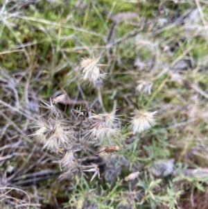 Vittadinia muelleri at Belconnen, ACT - 2 Aug 2023