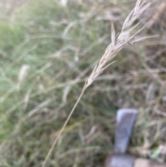 Rytidosperma sp. (Wallaby Grass) at Belconnen, ACT - 2 Aug 2023 by JohnGiacon