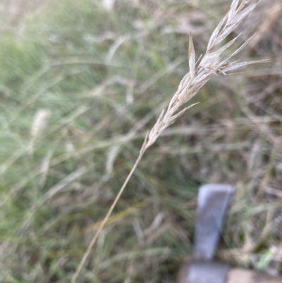 Rytidosperma (genus) (Wallaby Grass) at Belconnen, ACT - 2 Aug 2023 by JohnGiacon