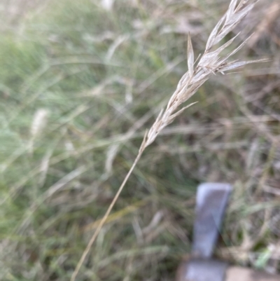 Rytidosperma sp. (Wallaby Grass) at Flea Bog Flat to Emu Creek Corridor - 2 Aug 2023 by JohnGiacon
