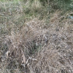 Themeda triandra (Kangaroo Grass) at Flea Bog Flat to Emu Creek Corridor - 2 Aug 2023 by JohnGiacon