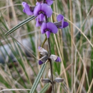 Hovea heterophylla at Yass River, NSW - 2 Aug 2023