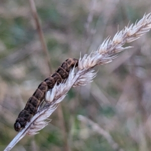 Noctuidae unclassified IMMATURE moth at Page, ACT - 2 Aug 2023 05:16 PM