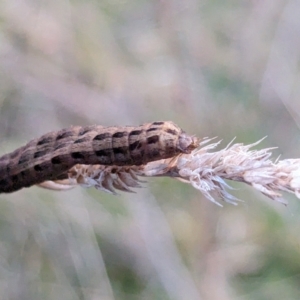 Noctuidae unclassified IMMATURE moth at Page, ACT - 2 Aug 2023 05:16 PM