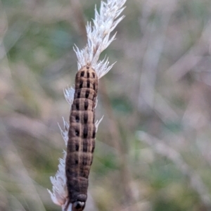 Noctuidae unclassified IMMATURE moth at Page, ACT - 2 Aug 2023 05:16 PM