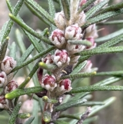 Bertya rosmarinifolia (Rosemary Bertya) at Greenway, ACT - 2 Aug 2023 by JaneR