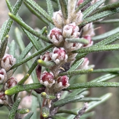 Bertya rosmarinifolia (Rosemary Bertya) at Greenway, ACT - 2 Aug 2023 by JaneR