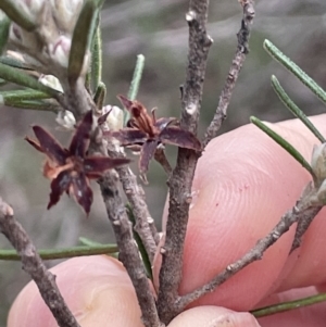 Bertya rosmarinifolia at Greenway, ACT - 2 Aug 2023 10:42 AM