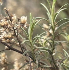 Cassinia quinquefaria (Rosemary Cassinia) at Pine Island to Point Hut - 1 Aug 2023 by JaneR