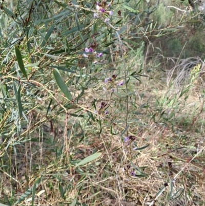 Glycine clandestina (Twining Glycine) at Wanniassa Hill - 2 Aug 2023 by LPadg