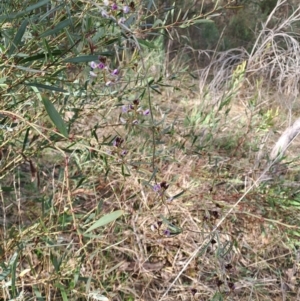 Glycine clandestina at Tuggeranong, ACT - 2 Aug 2023