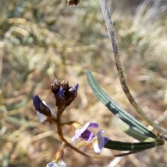 Glycine clandestina at Tuggeranong, ACT - 2 Aug 2023 01:57 PM