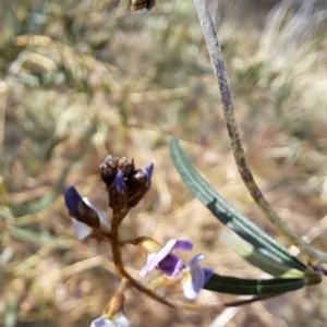 Glycine clandestina at Tuggeranong, ACT - 2 Aug 2023 01:57 PM