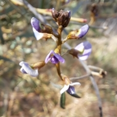 Glycine clandestina at Tuggeranong, ACT - 2 Aug 2023