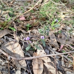 Hovea heterophylla (Common Hovea) at Wanniassa Hill - 2 Aug 2023 by LPadg