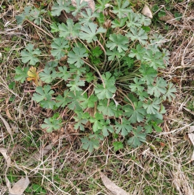 Geranium solanderi var. solanderi (Native Geranium) at Wanniassa Hill - 2 Aug 2023 by LPadg