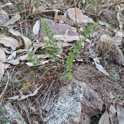 Cheilanthes sieberi subsp. sieberi (Mulga Rock Fern) at Tuggeranong, ACT - 2 Aug 2023 by LPadg