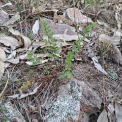 Cheilanthes sieberi subsp. sieberi (Narrow Rock Fern) at Tuggeranong, ACT - 2 Aug 2023 by LPadg