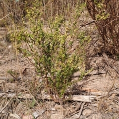 Leucopogon fletcheri subsp. brevisepalus (Twin Flower Beard-Heath) at Wanniassa Hill - 2 Aug 2023 by LPadg