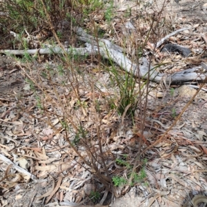 Cassinia quinquefaria at Tuggeranong, ACT - 2 Aug 2023