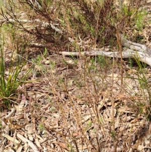 Cassinia quinquefaria at Tuggeranong, ACT - 2 Aug 2023 01:30 PM