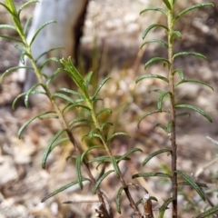 Cassinia quinquefaria at Tuggeranong, ACT - 2 Aug 2023 01:30 PM