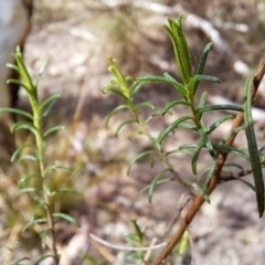 Cassinia quinquefaria at Tuggeranong, ACT - 2 Aug 2023 01:30 PM