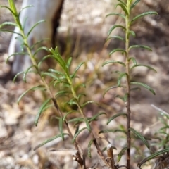 Cassinia quinquefaria at Tuggeranong, ACT - 2 Aug 2023 01:30 PM