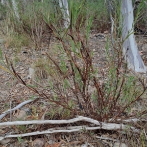 Stypandra glauca at Tuggeranong, ACT - 2 Aug 2023