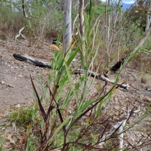 Stypandra glauca at Tuggeranong, ACT - 2 Aug 2023