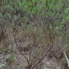 Cassinia longifolia (Shiny Cassinia, Cauliflower Bush) at Tuggeranong, ACT - 2 Aug 2023 by LPadg