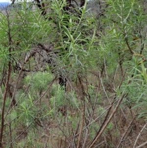 Cassinia longifolia at Tuggeranong, ACT - 2 Aug 2023