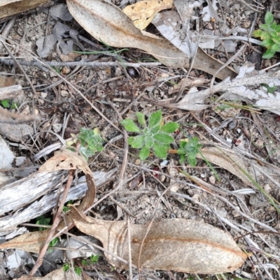 Wahlenbergia stricta subsp. stricta (Tall Bluebell) at Tuggeranong, ACT - 2 Aug 2023 by LPadg