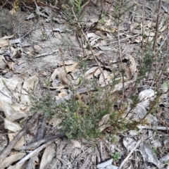 Dillwynia sericea (Egg And Bacon Peas) at Wanniassa Hill - 2 Aug 2023 by LPadg