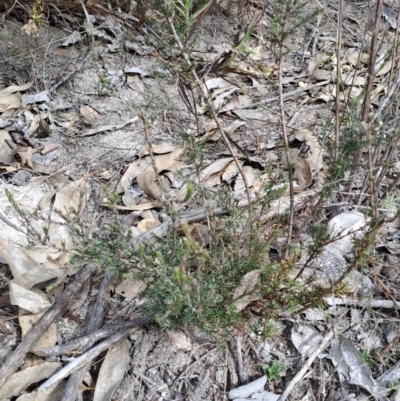 Dillwynia sericea (Egg And Bacon Peas) at Tuggeranong, ACT - 2 Aug 2023 by LPadg