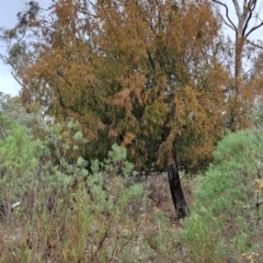 Exocarpos cupressiformis (Cherry Ballart) at Wanniassa Hill - 2 Aug 2023 by LPadg