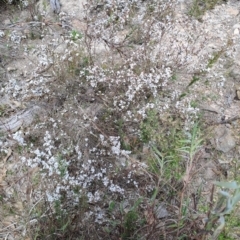 Styphelia attenuatus (Small-leaved Beard Heath) at Tuggeranong, ACT - 2 Aug 2023 by LPadg